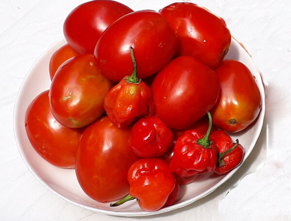 Fresh Tomatoes for jollof